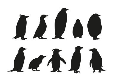 Bir dizi Penguen Türleri Kara Siluetleri. İmparator Adelie, Gentoo, Rockhopper, King and Macaroni, Fluffy, Little and African and Chinstrap Penguen Tipi. Siyah ve Beyaz Vektör İllüstrasyonu