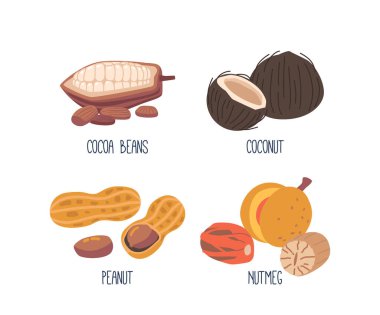Ceviz, Kakao, Hindistan cevizi, Nutmeg ve Fıstık. Beyaz arka planda izole edilmiş sert kabuklu ve lezzetli protein zengini çekirdekli besleyici atıştırmalıklar ya da içerikler. Çizgi film Vektör İllüstrasyonu, Simgeler Ayarlandı