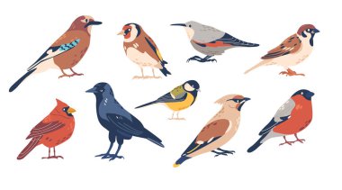Set of European Winter and Autumn Bird Species, Wild Or Garden Birdies. Goldfinch, Small Tit, Northern Cardinal, Sparrow and Crow, Woodpecker, Jay, Chickadee and Bullfinch. Cartoon Vector Illustration