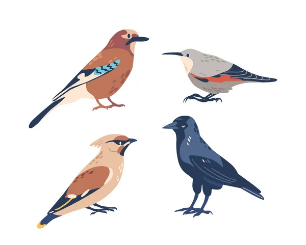 Jay Waxwing Crow Finch Nuthatch European Winter Autumn Birds Живые — стоковый вектор