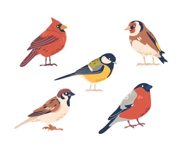 Chickadee Northern Cardinal Sparrow Goldfinch Bullfinch Birds Geïsoleerd Witte Achtergrond — Stockvector