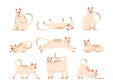 Kedi Pozisyonları Kedi Zarafeti ve Oyunculuğu Yakalıyor. Klasik Esneme 'den Meraklı Hamle' ye kadar her hareket çevikliği, zarafeti ve büyüleyici arkadaşlığın özünü temsil eder. Çizgi film Vektörü Ayarları