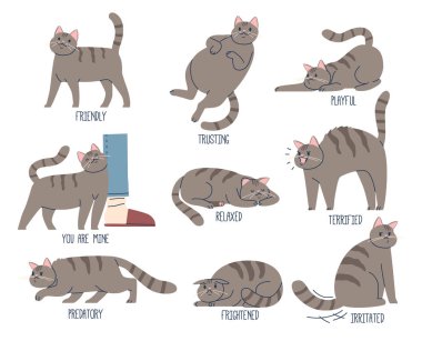 Kedilerin Dili. Dost canlısı, güvenilir, oyuncu ve rahat. Dehşete düşmüş, yırtıcı, ürkmüş ve sinirlenmiş Evcil Kedi Hayvanı 'nın Benim İfadelerisiniz. Çizgi film Vektör İllüstrasyonu