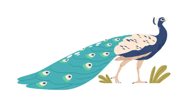 Pfau Ist Ein Markanter Vogel Der Für Sein Lebhaftes Federkleid — Stockvektor