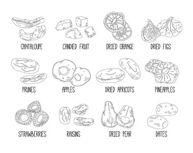 Kurutulmuş Meyve Taslak Vektör Simgeleri Ayarlandı. Kavun, portakal, incir, erik ve elma. Kayısı, ananas, çilek ve kuru üzüm. Kurutulmuş meyveler, armutlar ve tarihler Tatlı Doğal Atıştırmalıklar veya Tatlılar