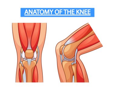 Diz ekleminin anatomisini detaylandıran tıbbi vektör bilgileri, kemiklerin, bağların, kıkırdakların ve kasların Eğitim Açıklığı ve Anlayışı için Özet Etiketler ve Görsellerle gösterilmesi
