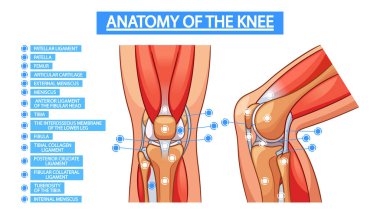 Diz eklemi anatomisini gösteren tıbbi vektör bilgileri, kemikler, bağlar, tenonlar ve kıkırdaklar dahil olmak üzere, tıbbi eğitim için yapısını ve işlevini gözler önüne seriyor.