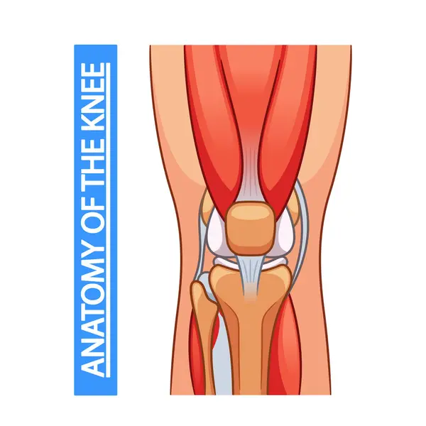 Medische Poster Illustreert Kniegewricht Anatomie Vector Image Depicting Ligamenten Tendons Vectorbeelden