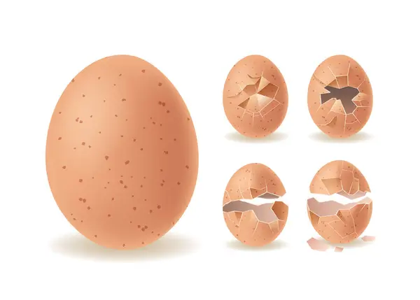 Set Eggshells Progressing Whole Fully Broken Stages Increasing Fragmentation Realistic — Stock Vector