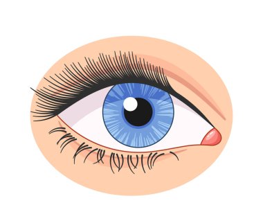 Kirpikleri ve gözyaşı kanalları da dahil olmak üzere detaylı anatomisi olan mavi bir gözün yakın çekimi. Tıbbi ve eğitici amaçlar için ideal. Beyaz Arkaplanda İzole Edilmiş İnsan Gözü