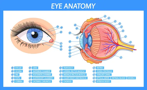 stock vector Vector Infographic Showcases The Detailed Anatomy Of Human Eye, Complete With Labelled Parts Such As The Lens, Retina, And Cornea. Visual Guide For Understanding The Structure And Function Of The Eye