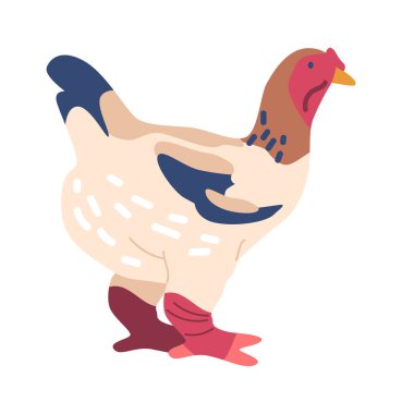 Ga dong tao tavuğu.