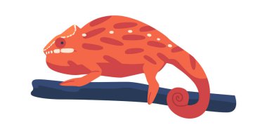 Şirin bukalemun kırmızı kertenkele.