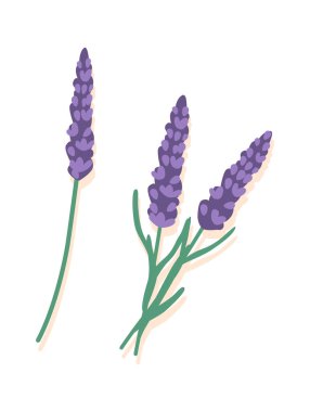 Bitki yağı için lavanta çiçeği