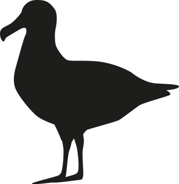 Martı kutup kuşu siyah-beyaz