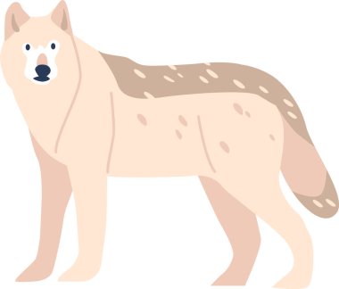 Kutup karlı kurt hayvanı