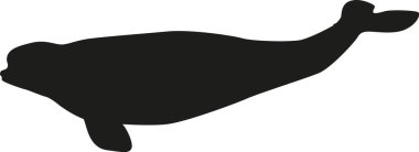 Siyah fok kutup su hayvanı.