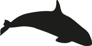 Siyah Beluga Kutup Su Hayvanı