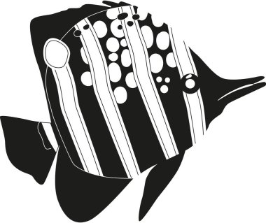 Siyah-beyaz tatlı deniz balığı.