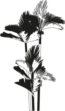 Siyah-beyaz tropikal palmiye ağacı