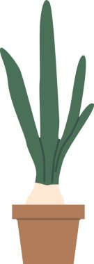 tencerede yeşil houseplant