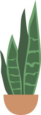 Aloe Vera kapalı alanda saksı kurdu.