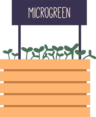Sandıkta büyüyen taze mikroyeşiller.