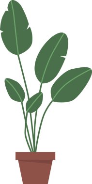 Çiçek saksısı ve bitki yetiştirme