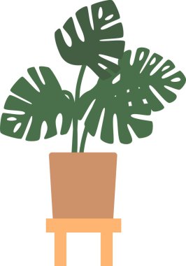 Canavar ev çiçeği saksısı.