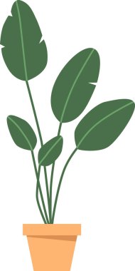 Ficus ev çiçeği saksısı