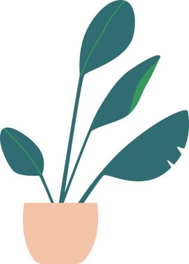 Kapalı mekanda saksıda bitki