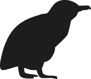 Penguen kutup kuşu siyah-beyaz