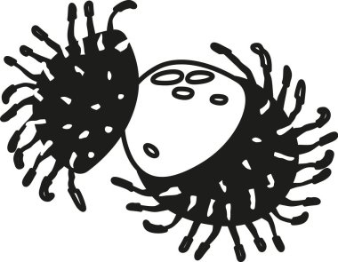 Rambutan tropikal meyvesi siyah-beyaz