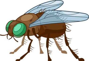 Şirin yeşil gözlü sinek.