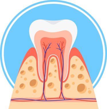 Enine kesitte sağlıklı diş