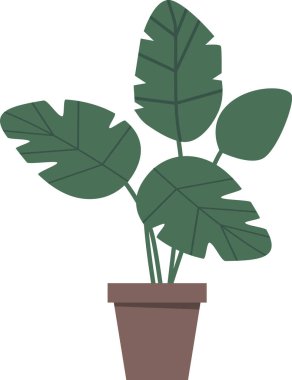 Saksı canavarı yeşil bitki yaprakları