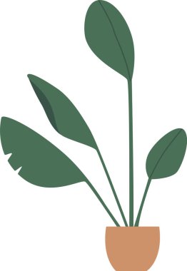 Yeşil yapraklı saksı bitkisi