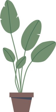 Çaydanlıkta büyüyen yeşil bitkiler