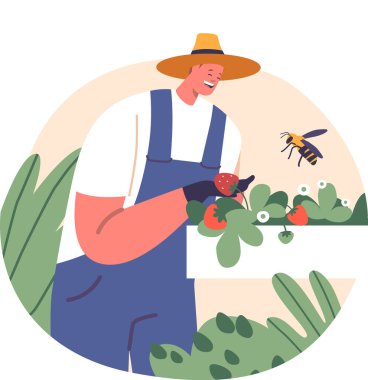 Çiftlikte çilek yetiştiren çiftçi