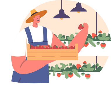 Çiftçi çiftlikte çilek topluyor.