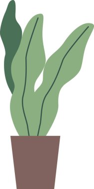 Bakımlı ev çiçekleri.