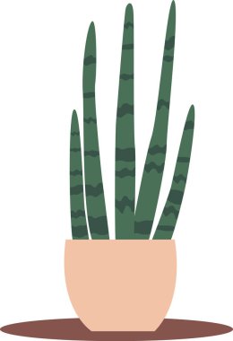 Saksıda yeşil aloe çiçeği