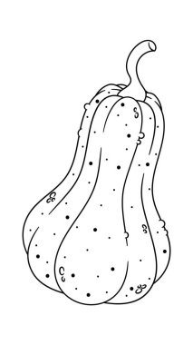 Sonbahar balkabağı siyah beyaz ekolojik sebzeli organik gıda