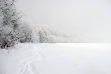Karlı buğulu ağaçlar ve izler.