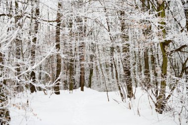 Donmuş ormandaki ağaç kökleri
