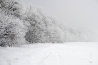 Donmuş ağaçların karlı manzarası