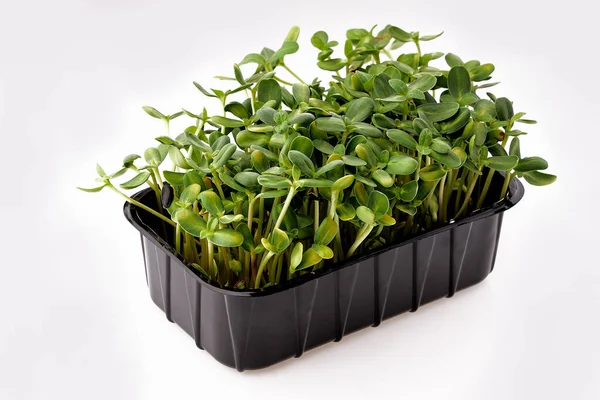 stock image Fresh green micro greens isolated on white background