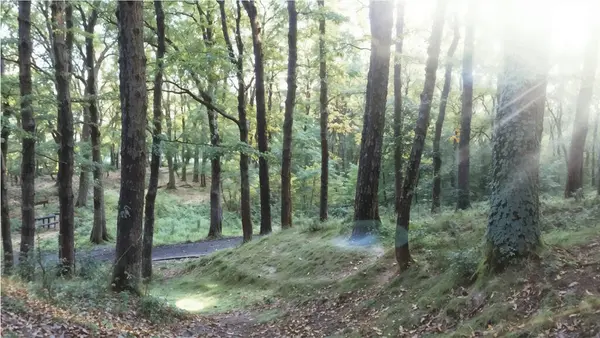 Ağaçlar, yokuş aşağı yamaçlar, patikalar ve sislerin arasından gelen güneş ışığı olan güzel bir sinematik dağ manzarası.