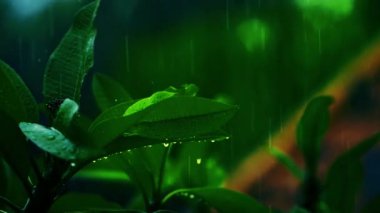 Yoğun ormana sağanak yağmur, ormandaki yağmur damlaları yeşil yapraklara sabitlenmiş su damlaları, tropikal ormanda yağmur günleri. Ağaca düşen yağmur damlası. Ağaca düşen sağanak yağmur.