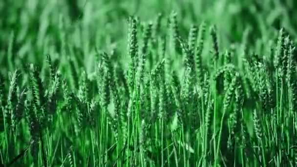 Yeşil Buğday Tarlaları Tahıl Toprağı Tarım Endüstrisi Canlandırılmış Doğal Doku — Stok video